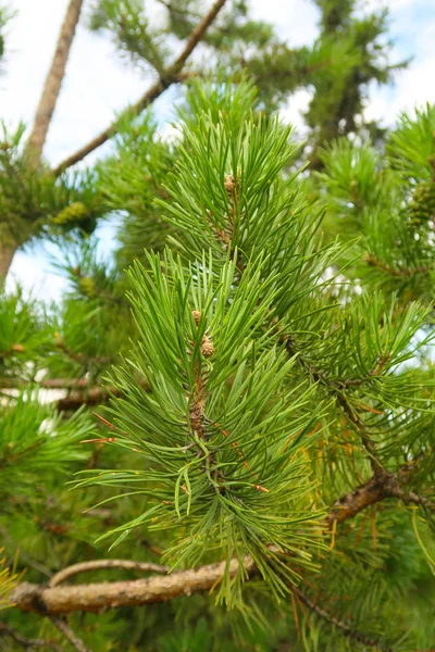 Las Agujas Grandes Verdes Del Abeto Arbóreo — Foto de Stock