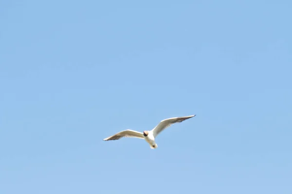 Pássaros Gaivotas Céu Azul Nuvens Brancas Dia — Fotografia de Stock