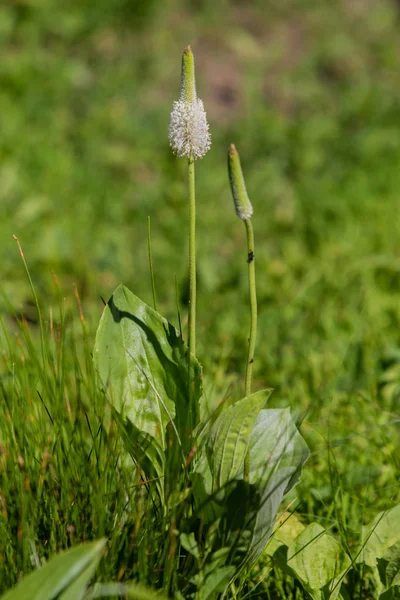 Close Blooming Inflorescence Plantago Lanceolata Also Called Ribwort Plantain Narrow — Stock Photo, Image