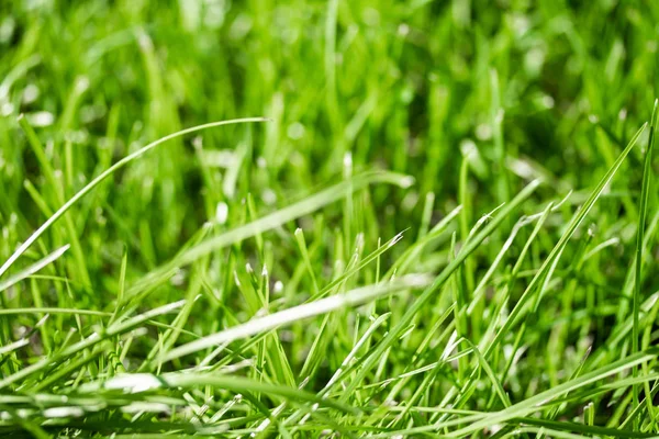 Зеленая Трава Размытым Фоном Боке — стоковое фото