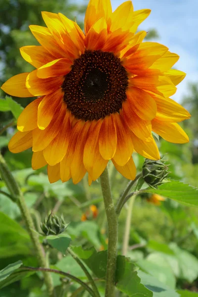 Girasol Flor Primer Plano Fondo Del Cielo — Foto de Stock