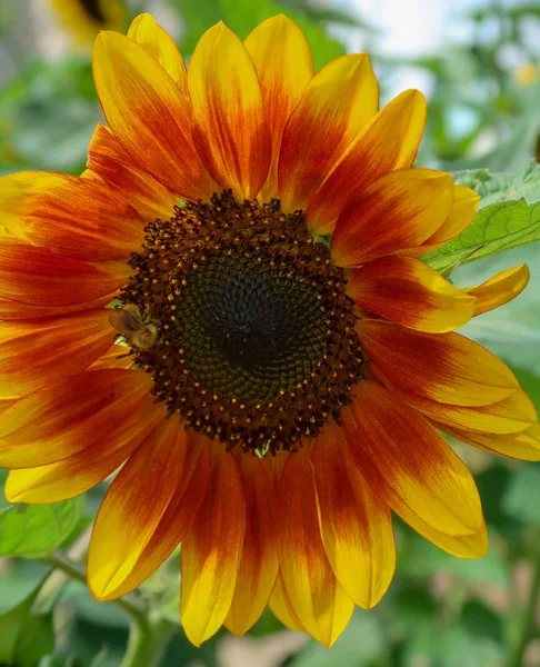 Zonnebloem Bloem Close Hemelachtergrond — Stockfoto