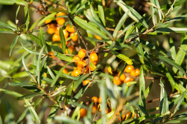 Bacche Olivello Spinoso Mature Albero — Foto Stock