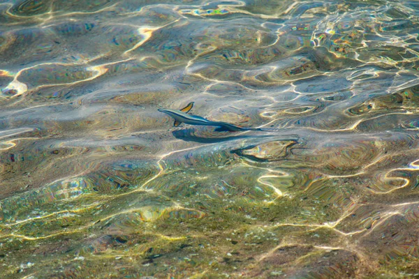 Vista Superior Los Peces Arrecife Desenfocado Por Agua — Foto de Stock