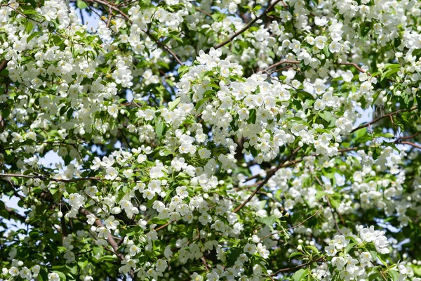 Witte Bloemen Apple Close Natuur Landschap — Stockfoto