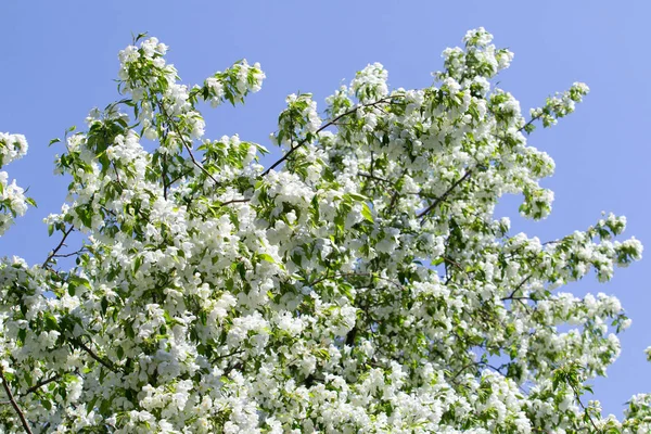 beyaz çiçekler apple yakın çekim doğa manzara