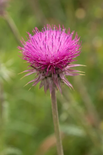Thistle Flower Closeup Nature — Stock Photo, Image
