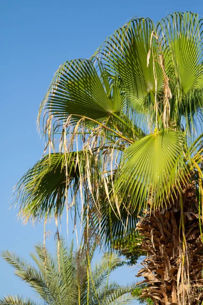 Blad Palmer Himmel Bakgrund — Stockfoto