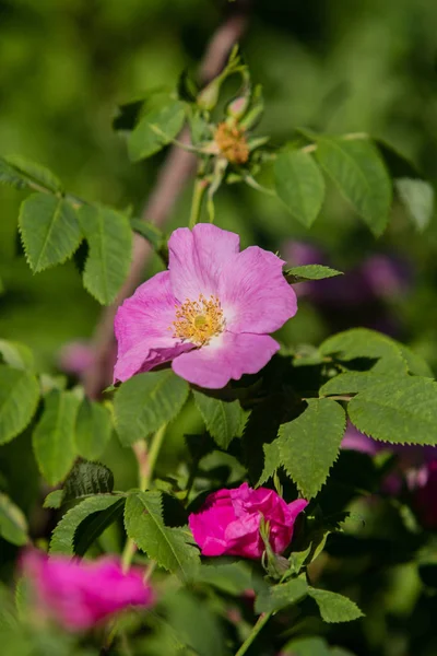 Selvagem Rosa Quadris Paisagem Close — Fotografia de Stock