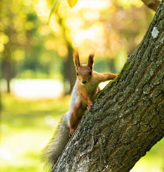 森林自然中的红松鼠 — 图库照片