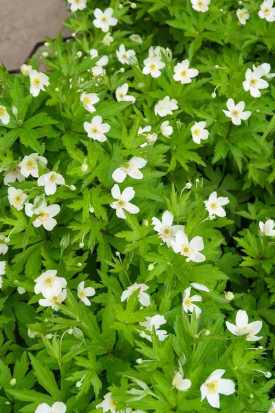 White Flowers Wood Anemone Windflower Green Foliage — Stock Photo, Image