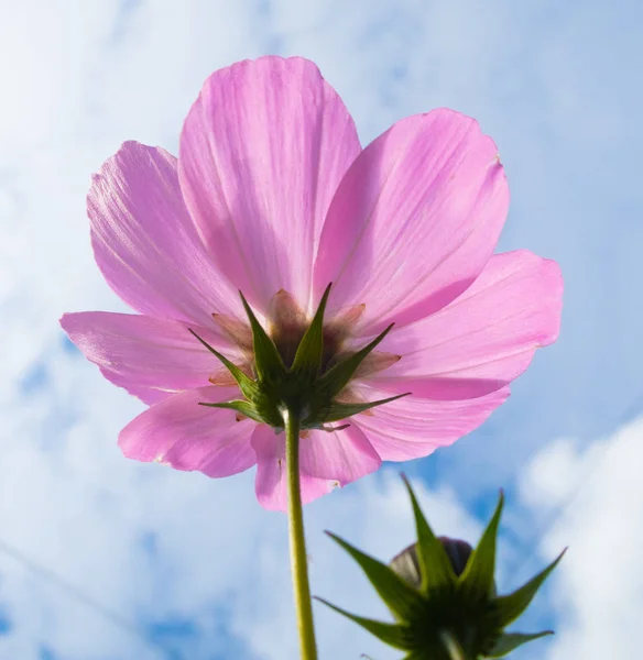 Kosmos Bloemen Close Landschap Natuur — Stockfoto