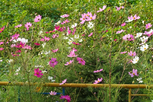 Flores Brilhantes Natureza Close — Fotografia de Stock