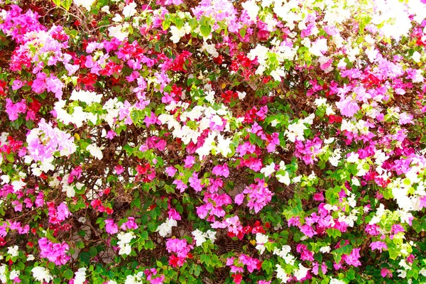 Bougainvillea Fényes Virágok Táj — Stock Fotó