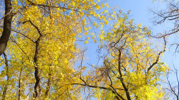 Bladeren Van Bomen Weergave Van Onderen Hemel Herfst Landschap — Stockfoto