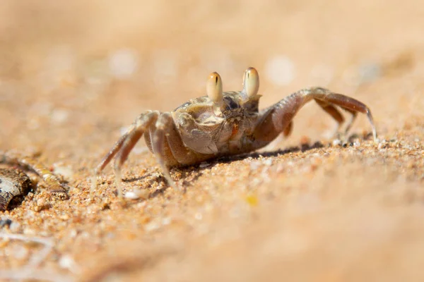 Písek Krab Písku Doupatech — Stock fotografie