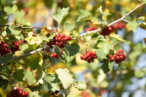 Rowanberry ガマズミ属の木秋の木の赤い果実 — ストック写真