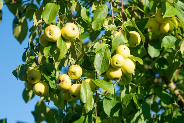 Ripe Little Apples Tree — Stock Photo, Image