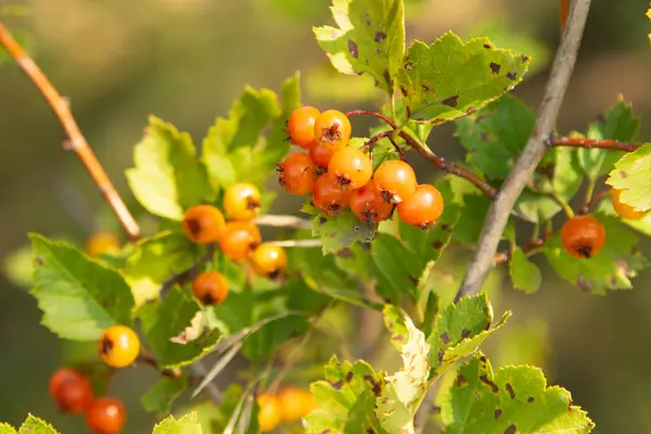 Reife Sanddornbeeren Auf Einem Baum — Stockfoto