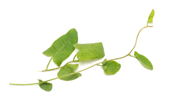 Hojas Verdes Una Enredadera Sobre Fondo Blanco — Foto de Stock