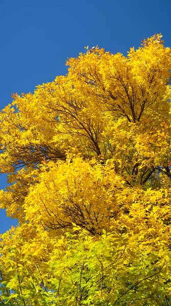 Leaves Trees View Sky Autumn Landscape — Stock Photo, Image