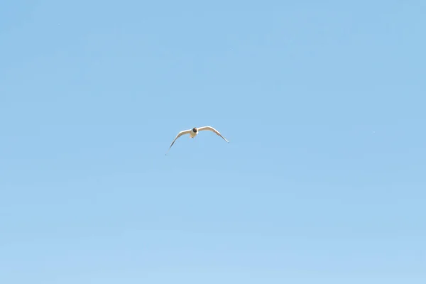 鸟儿海鸥蓝天和白云天 — 图库照片