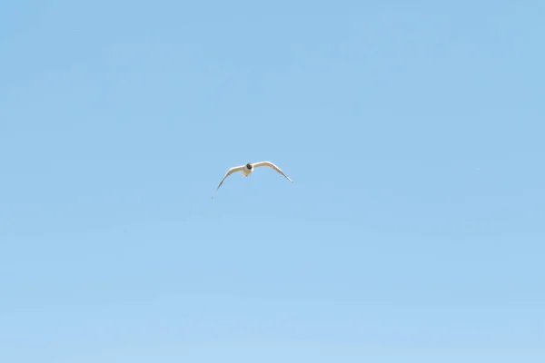 Vögel Möwen Blauer Himmel Und Weiße Wolken Tag — Stockfoto