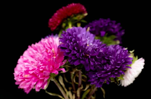 孤立在黑色背景上的紫苑花 — 图库照片
