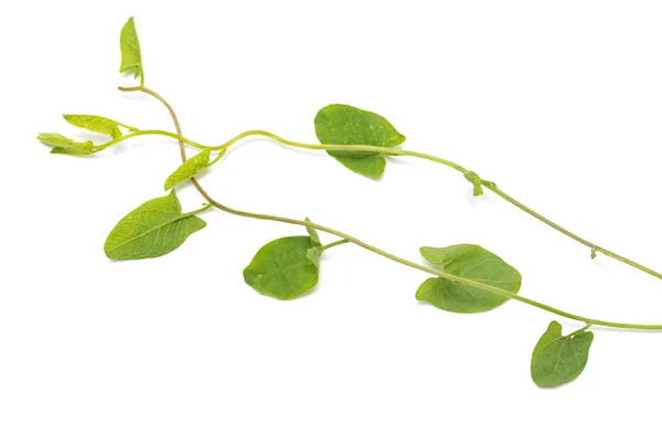 Groene Bladeren Van Een Klimplant Een Witte Achtergrond — Stockfoto