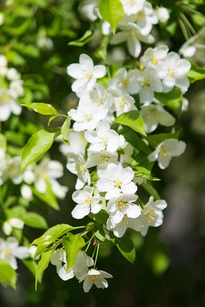 Melo Fiore Paesaggio Della Natura — Foto Stock