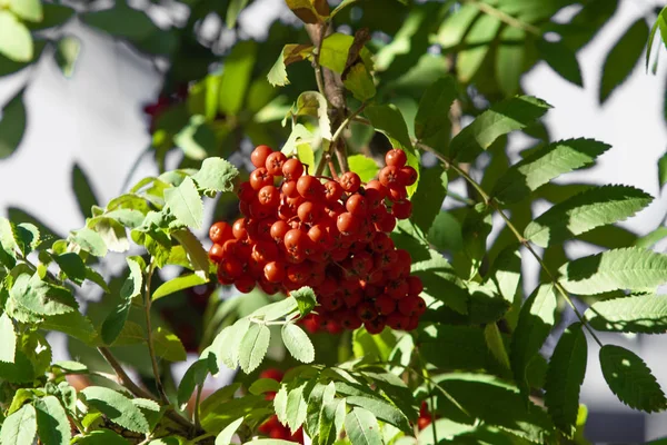 Красные Ягоды Дереве Рованничного Вибурнума Осенью — стоковое фото