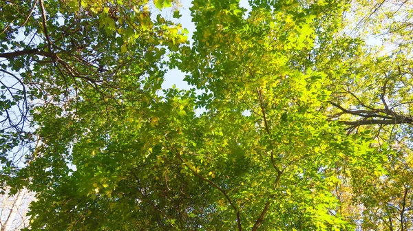 Blätter Der Bäume Blick Von Unten Den Himmel Herbstlandschaft — Stockfoto