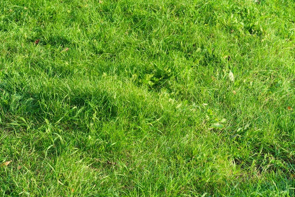 Green Grass Close Background — Stock Photo, Image