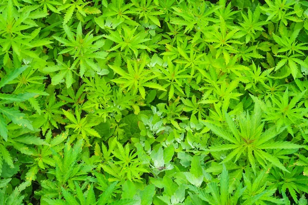 Wild Green Hemp Background — Stock Photo, Image