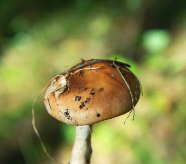 蘑菇在树林里特写 — 图库照片