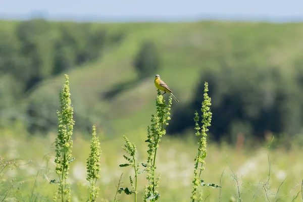 Goldfinch Americano Grama Verde — Fotografia de Stock