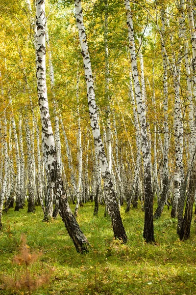 Желтый Березовый Лес Поздняя Осень — стоковое фото