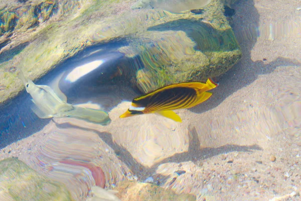 Ikan Karang Pemandangan Atas Defocused Oleh Air — Stok Foto