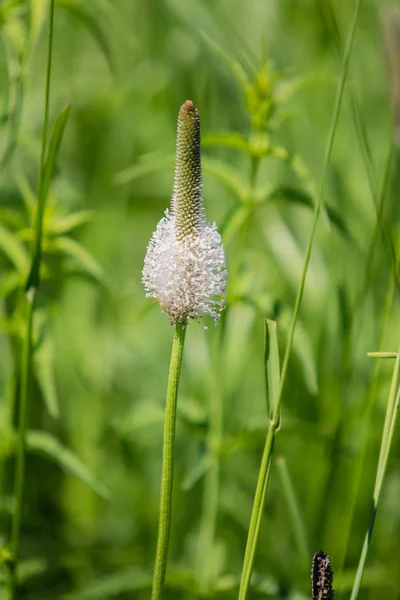 Zbliżenie Kwiatostan Kwitnący Babka Lancetowata Zwany Także Ribwort Babki Wąski — Zdjęcie stockowe