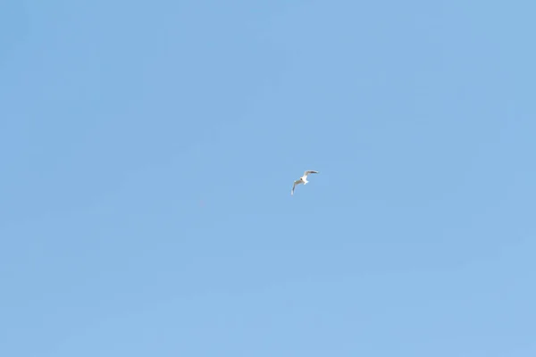 Vögel Möwen Blauer Himmel Und Weiße Wolken Tag — Stockfoto