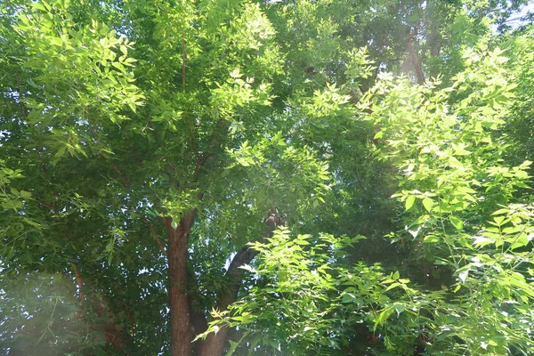 青空と緑の木々 を下から見る — ストック写真
