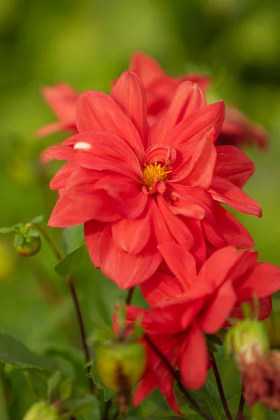 Světlé Květiny Přírodní Detail — Stock fotografie
