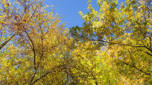 Folhas Árvores Vista Baixo Para Céu Paisagem Outono — Fotografia de Stock