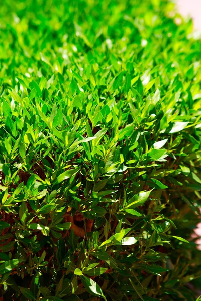 Green Leaves Fence Nature Background Royalty Free Stock Photos