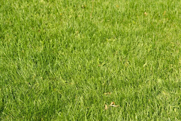 ボケ味がぼやけて背景で緑の草 ロイヤリティフリーのストック写真