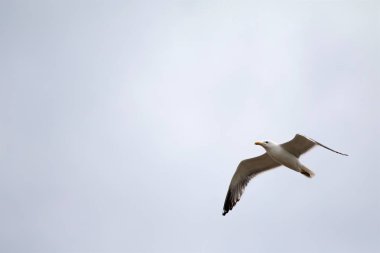 gökyüzünde kuş martı