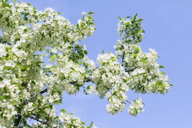 elma ağacı çiçek Peyzaj doğal