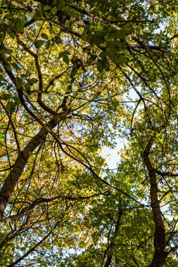 ağaç görünümünü aşağıdan gökyüzüne sonbahar manzara bırakır