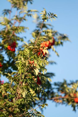 Yaz Olgun kırmızı meyveler Rowan Ağacı