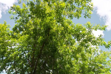 Aşağıdan yeşil orman bahar bakış bulutlar içine